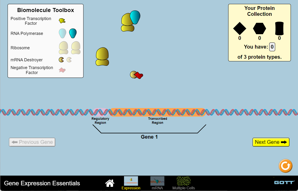 GENE EXPRESSION ESSENTIALS